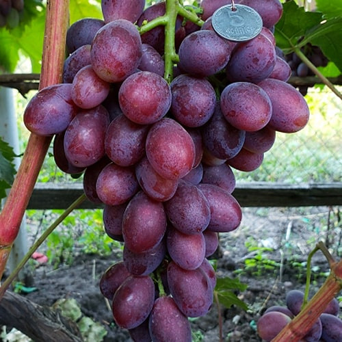 Малиновий дзвін