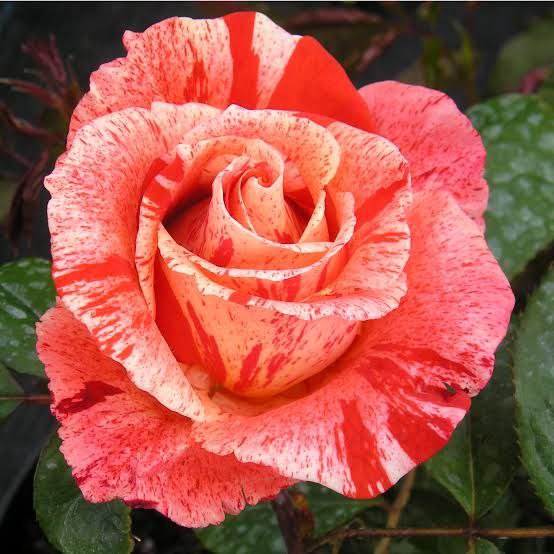 Хенкі Панкі (Hanky Panky)