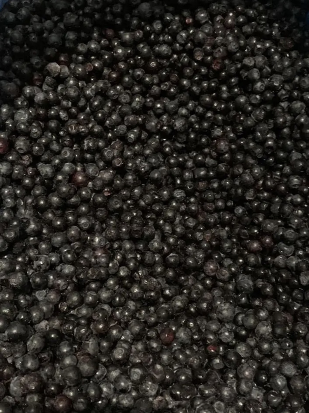 Frozen Blueberry Wild