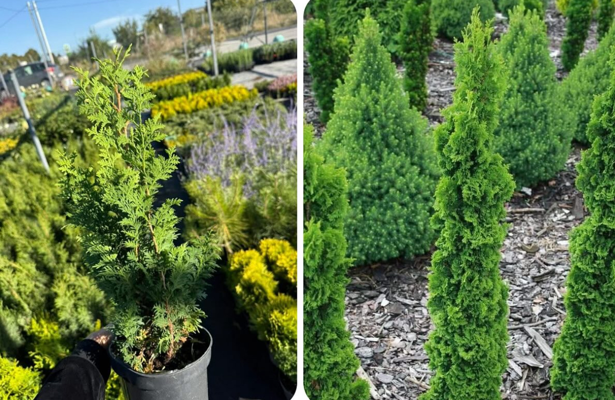 Туя спіраліс