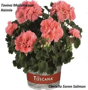 Пеларгонія Зональна персикова Castello Soren Salmon