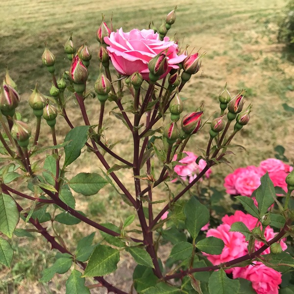 Спогади — Spohady