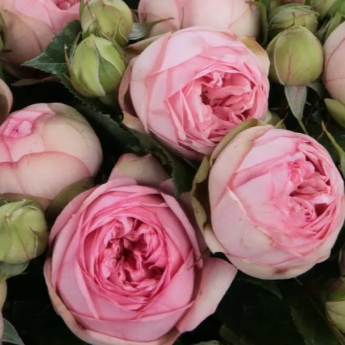 Чармінг Піано (Charming Piano)