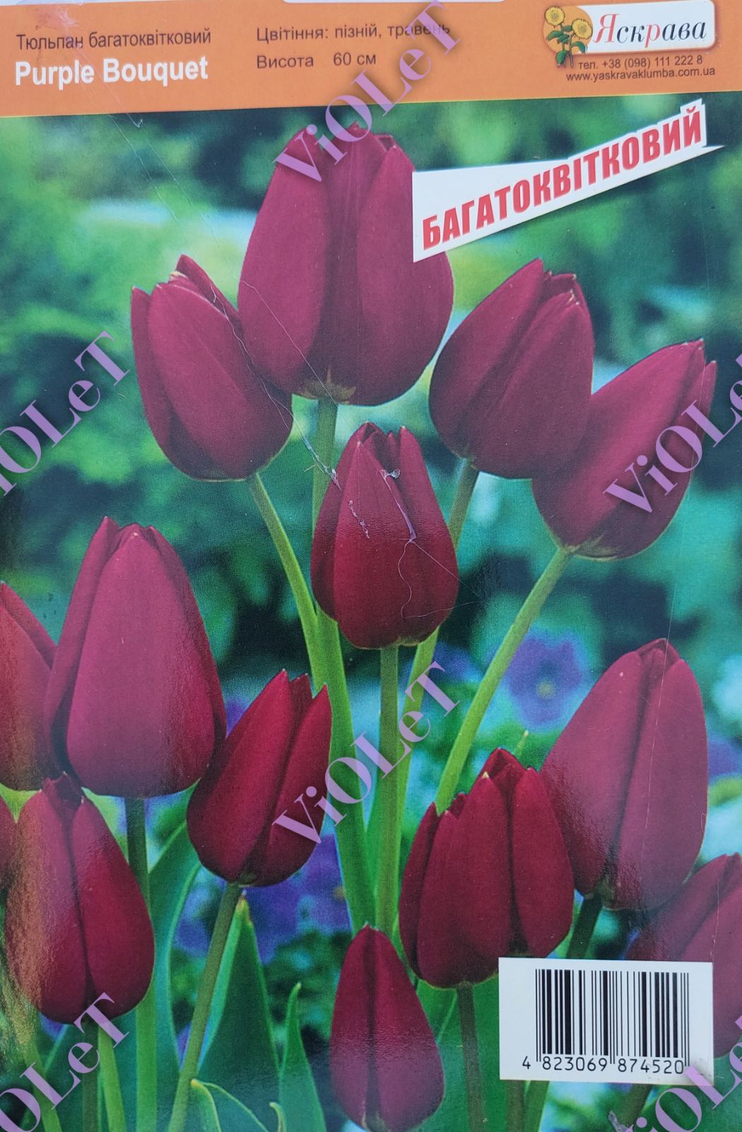 Purple Bouquet, тюльпан мультифлора, 11/12, 1 шт.