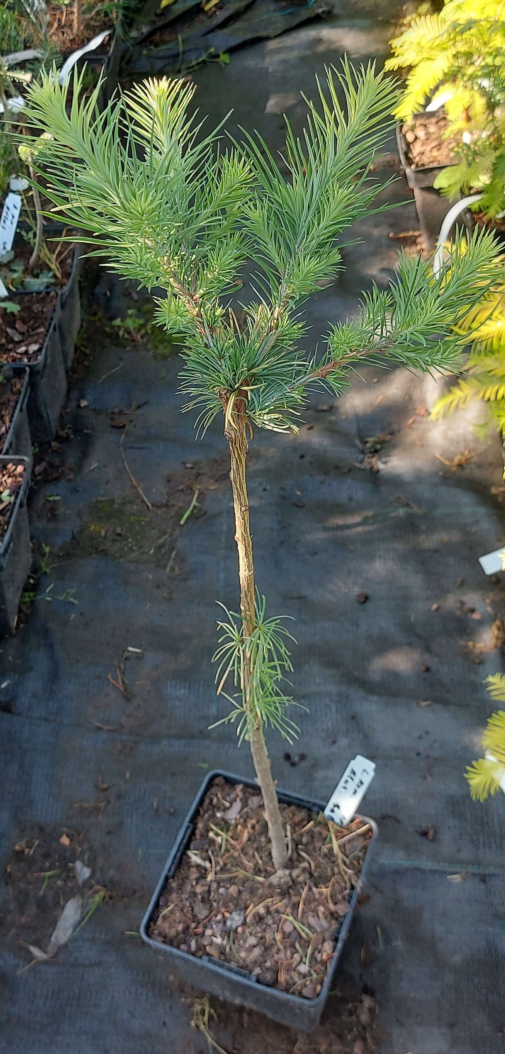 Модрина японська 'Блю Дварф'  (Larix kaempferi 'Blue Dwarf')