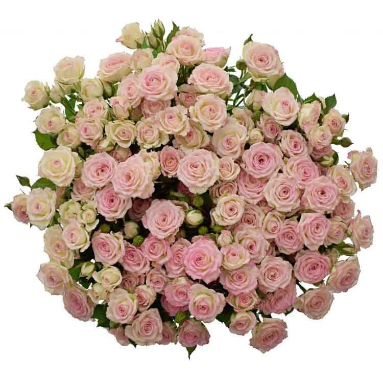 Крем Твістер (Creamy Twister)