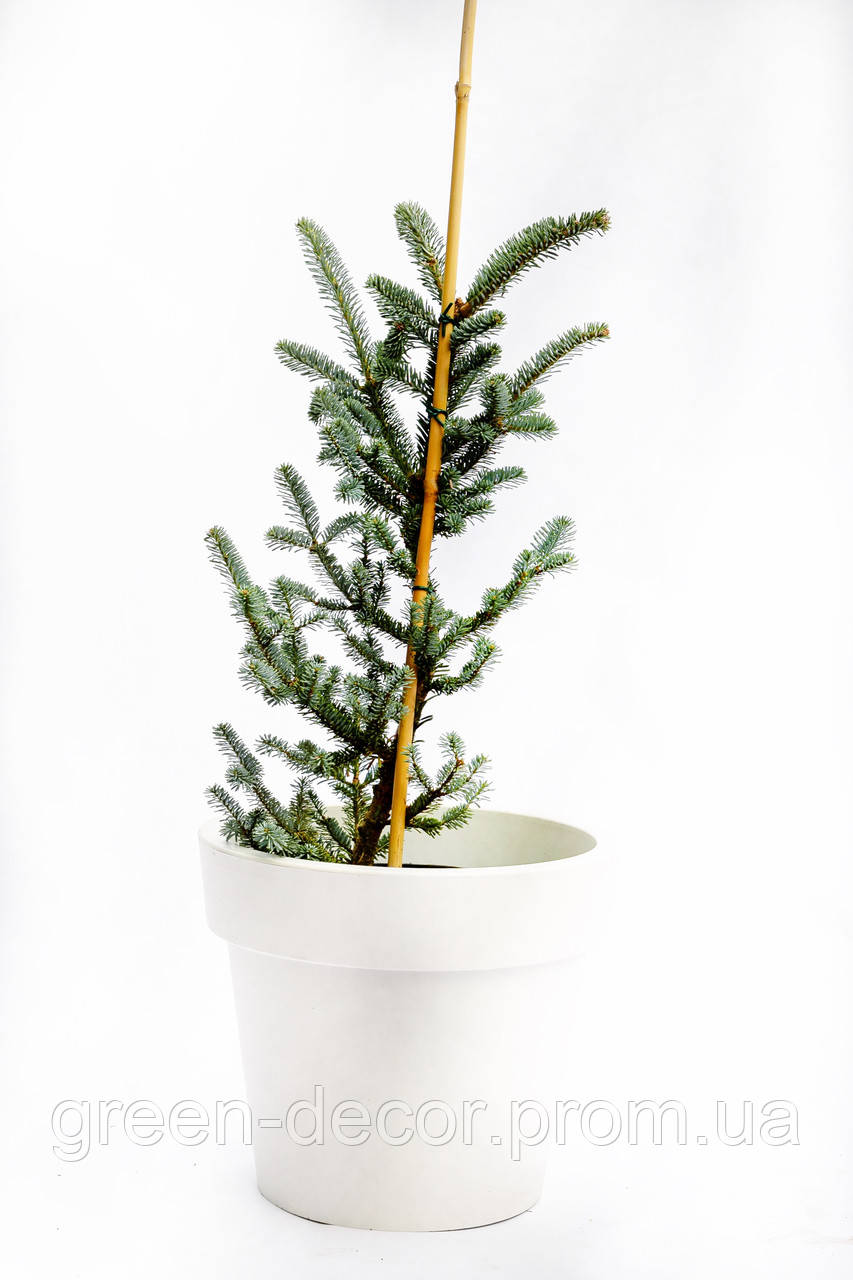 Ялиця фразера Блю Боннет  Abies fraseri Blue Bonnet/ h 50-65