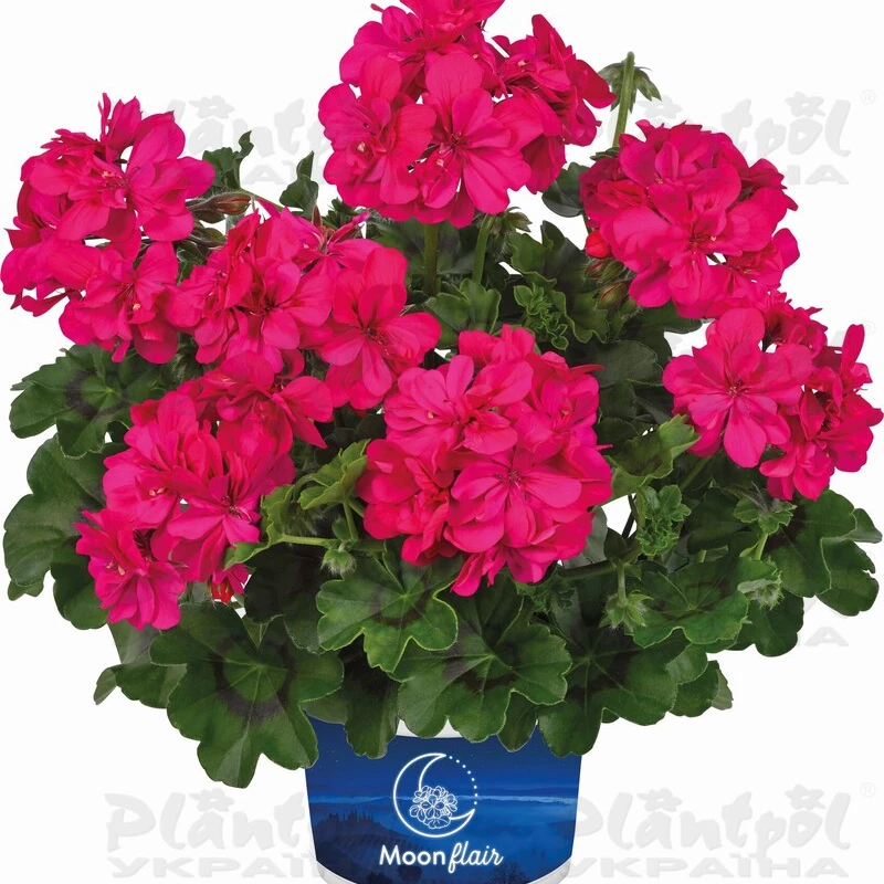 Пеларгонія ампельна Moonflair Dark Pink (в горщику р.9)