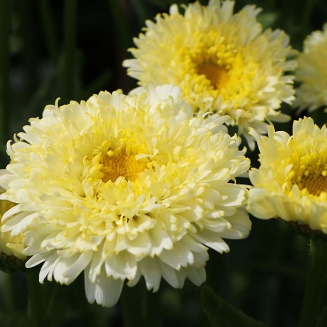 Ромашка LUNA    ( в горщику )