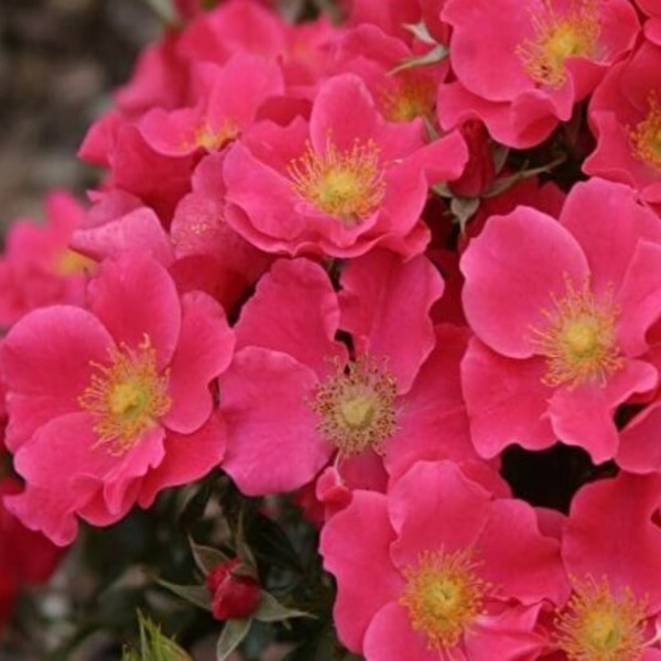 Штадт Ром — Stadt Rom