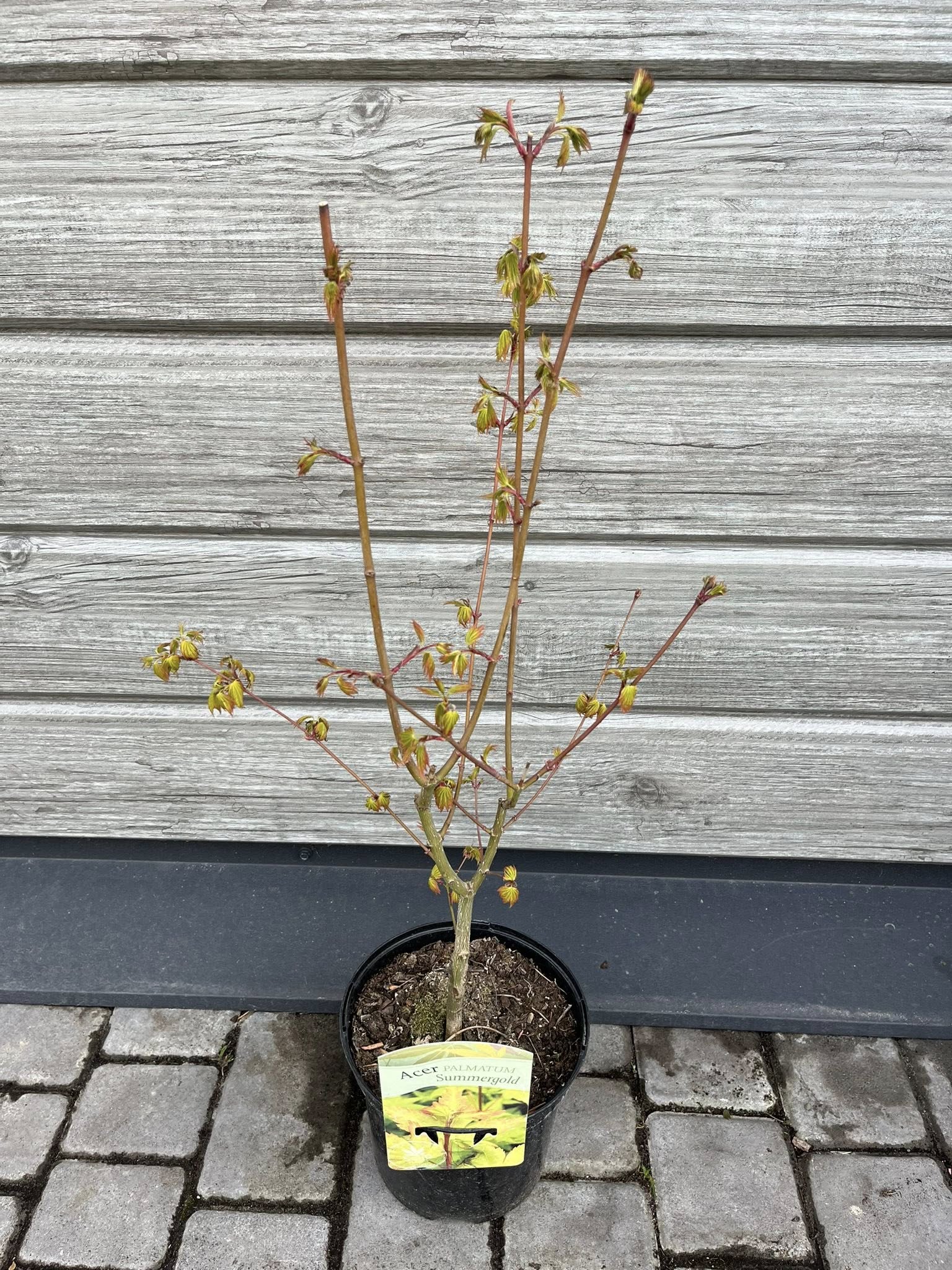 Клен японський 'Summer Gold' (Acer palmatum 'Summer Gold')