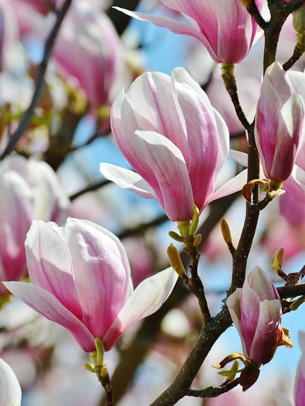 Магнолія Суланжа