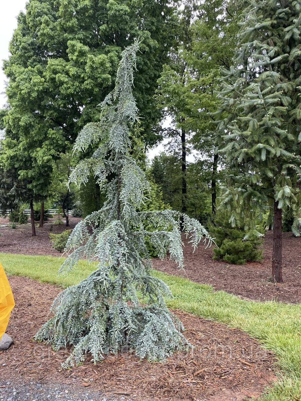 Cedrus deod Eisregen Кедр гімалайський "Айсреген"