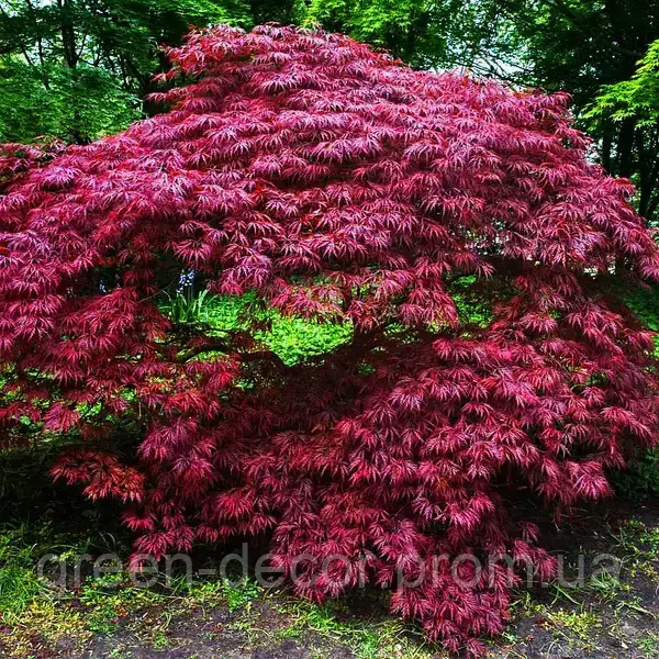 Клен пальмолистий 'Крімсон Квін' (Acer palmatum 'Crimson Queen') 70-80/70-80 С12