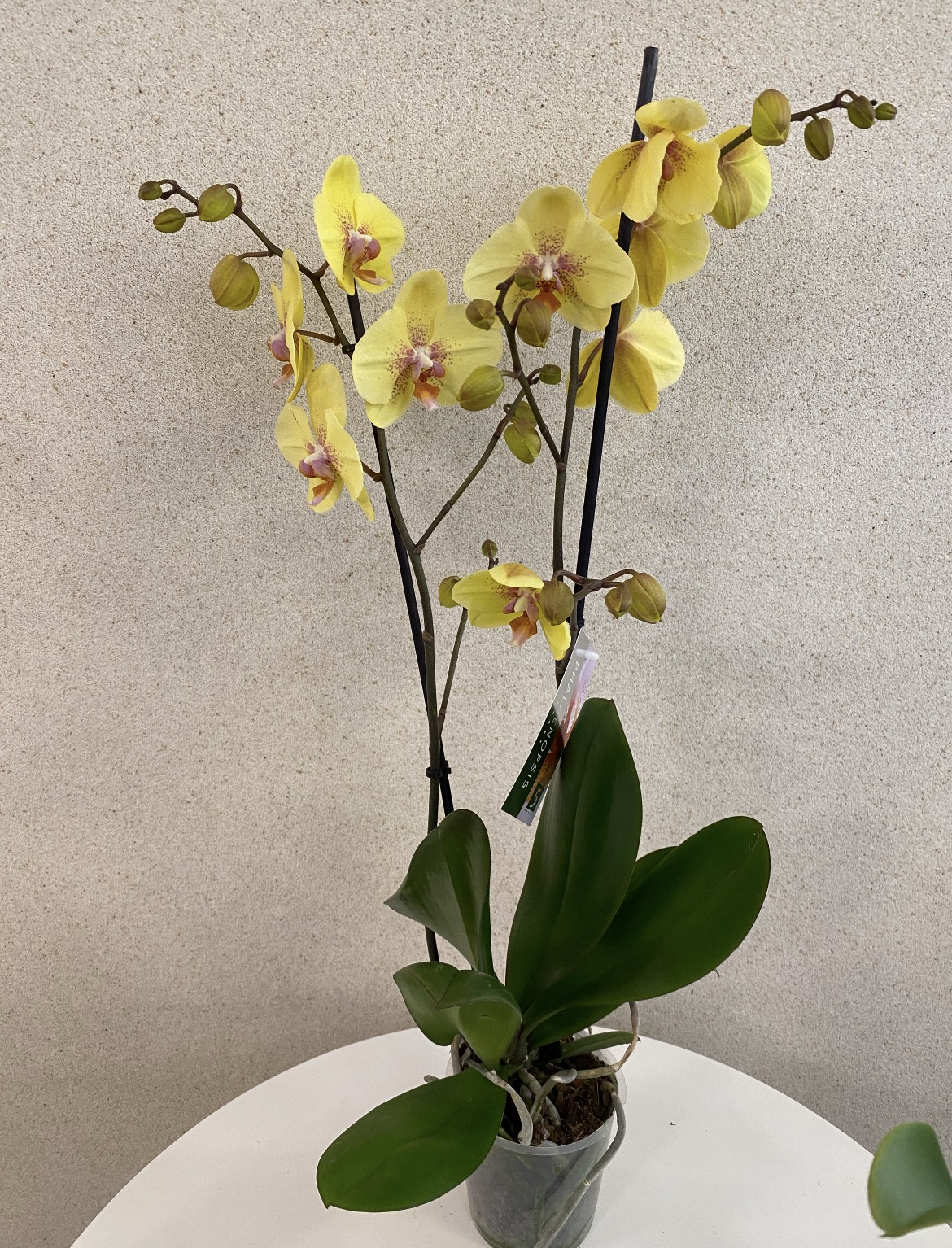 Phalaenopsis