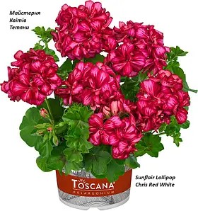 Пеларгонія ампельна Sunflair Lollipop Chris Red White (в горщику р.11)