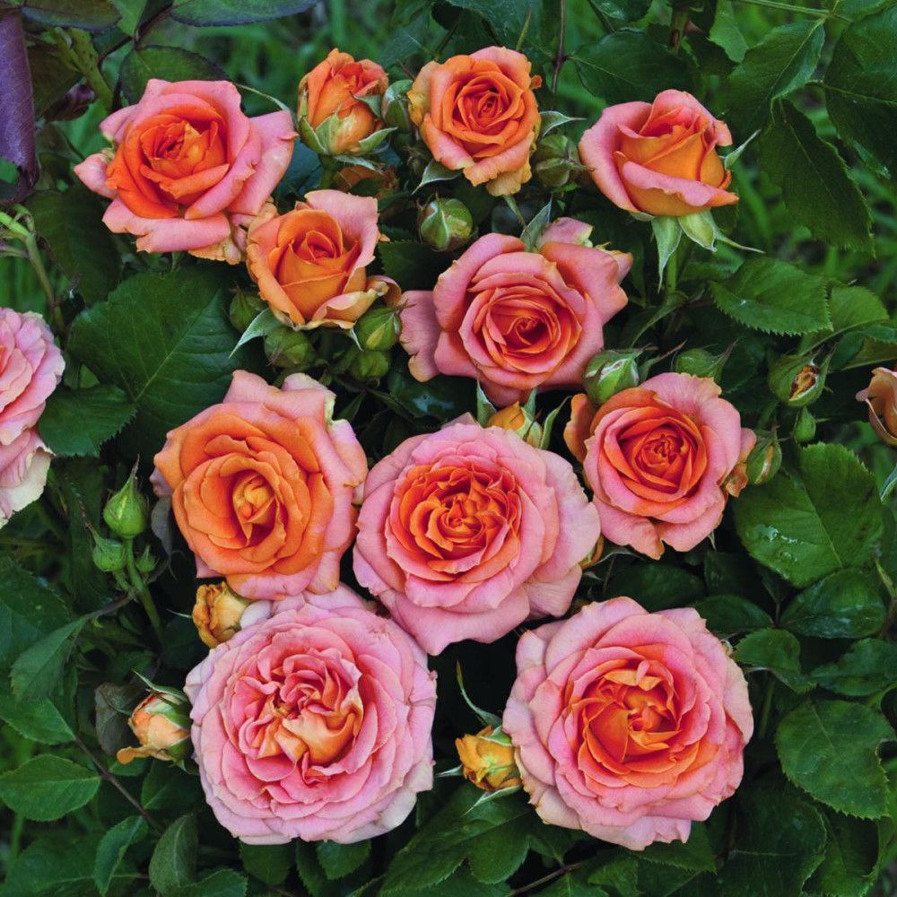 Вів'єн Вествуд (Vienne Westwood)