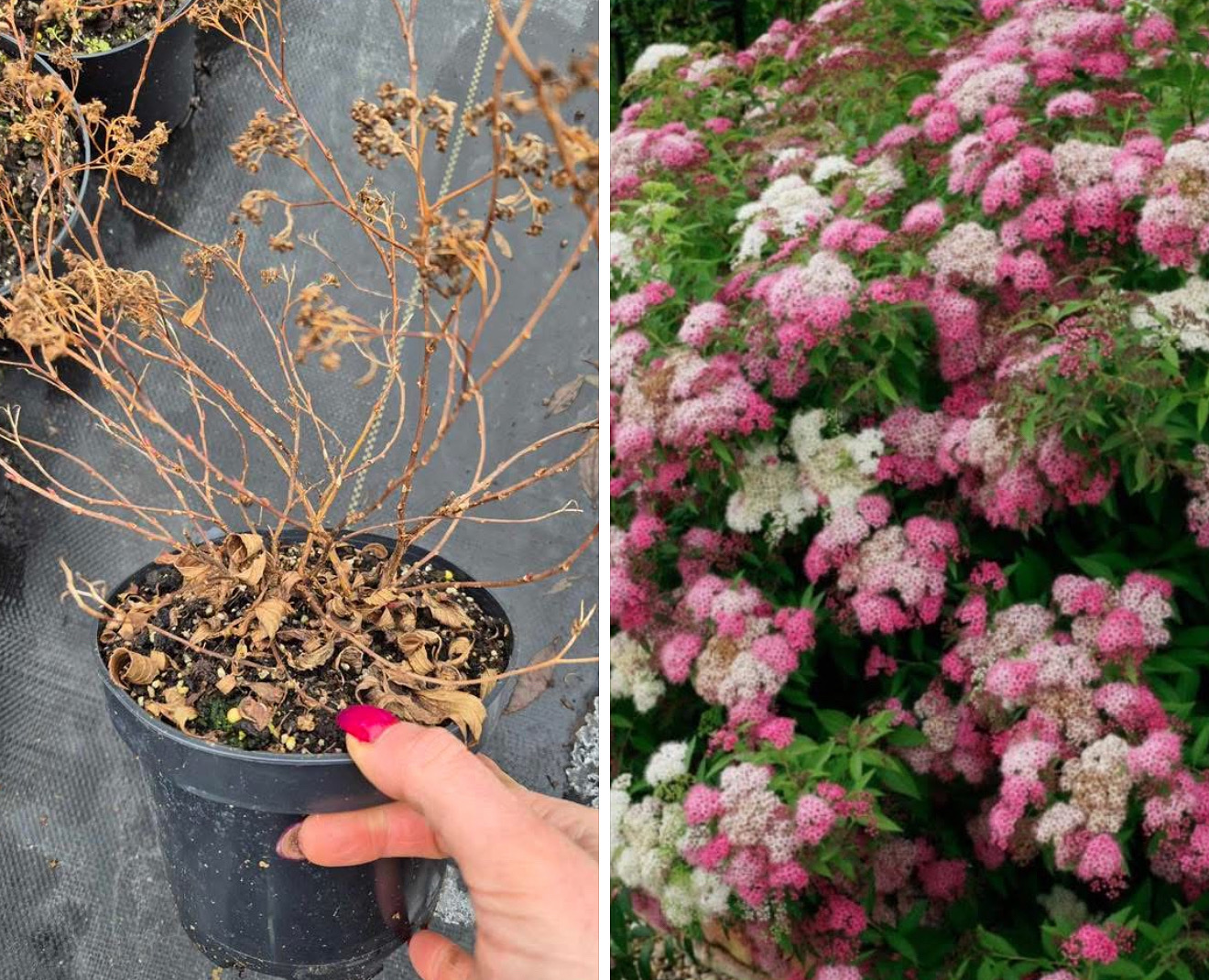 Спірея широбана 2 л