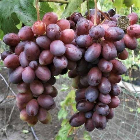 Бешевський