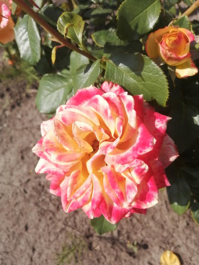 ХАРТ ОФ ГОЛД( Heart of Gold) зрізочна новинка