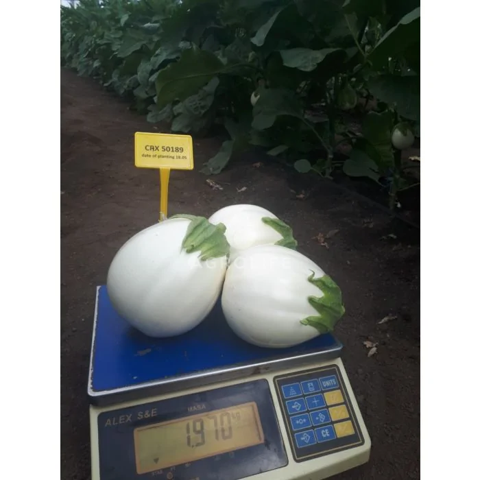 ЦРХ 50189 F1 / CRX 50189 F1 - Баклажан, Cora Seeds 100 насінин