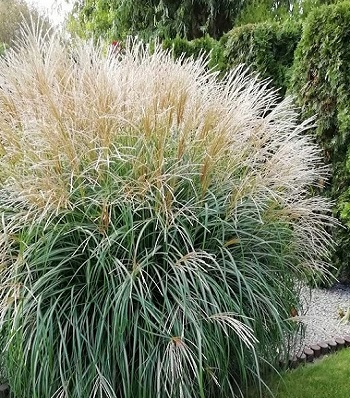 🌾 Miscanthus sinensis "Adagio"