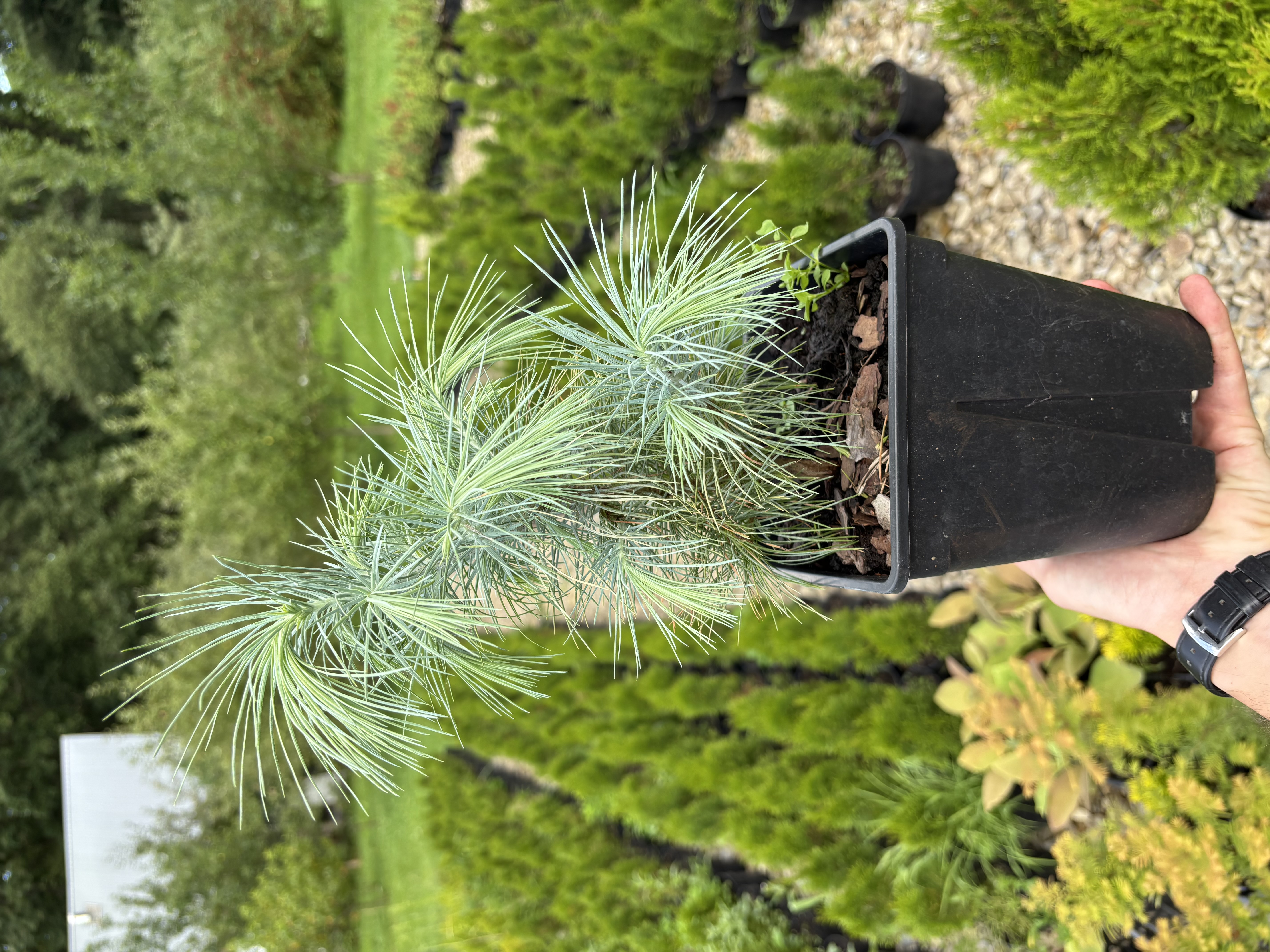 Сосна Максімартінес (Pinus maximartinezii)