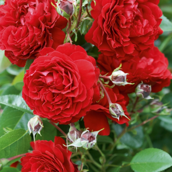 Бельканто — Belkanto