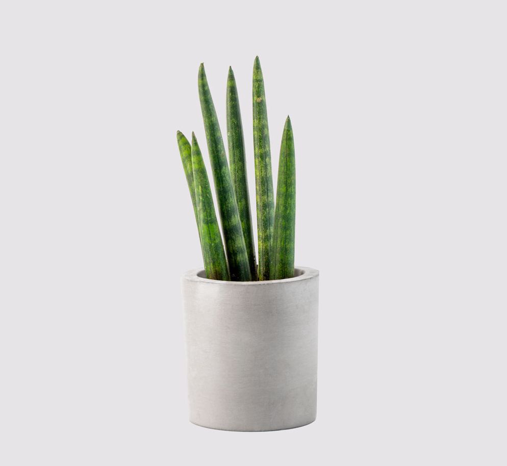 Sansevieria Trifasciata