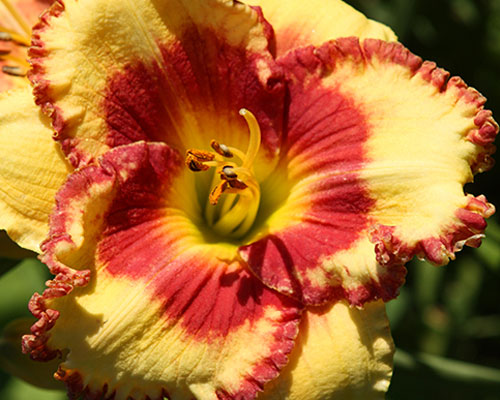 Лілейник №62 Лемон Рубі Айс - Hemerocallis Lemon Ruby Eyes