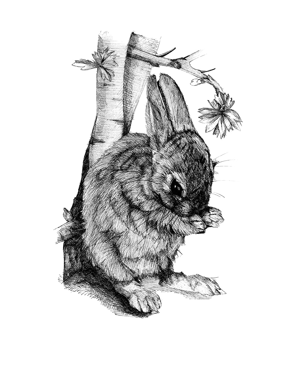 Bunny