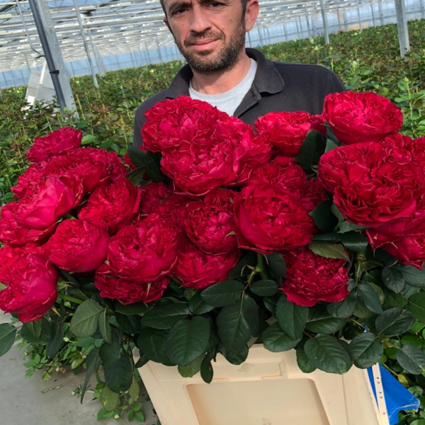 Распбері Елеганс — Raspberry Elegance