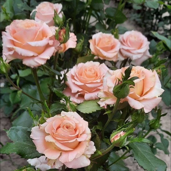 Шиммер — Chimmer