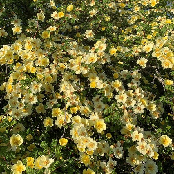 Канарі Бірд — Canary Bird