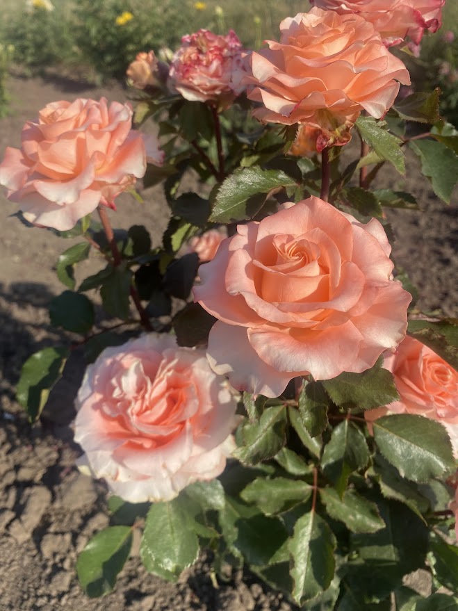 Принцес Краун — Princess Crown