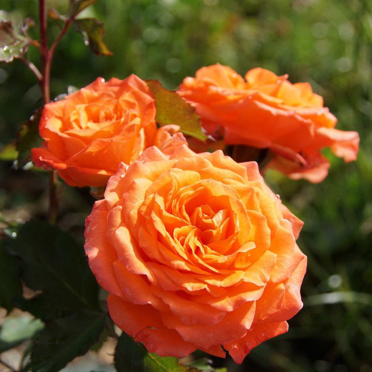 Валері де Монгольф'є (Valerie de Montgolfier)