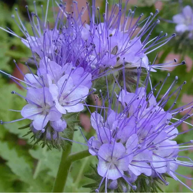 Фацелія, 100 г (ЛАН)