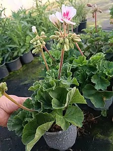 Пеларгонія зональна Dolce Vita Stella White Sparkle (в горщику р.12)