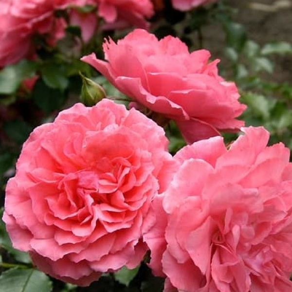 РОЗАРІУМ ЮТЕРЗЕН (Rosarium Uetersen)