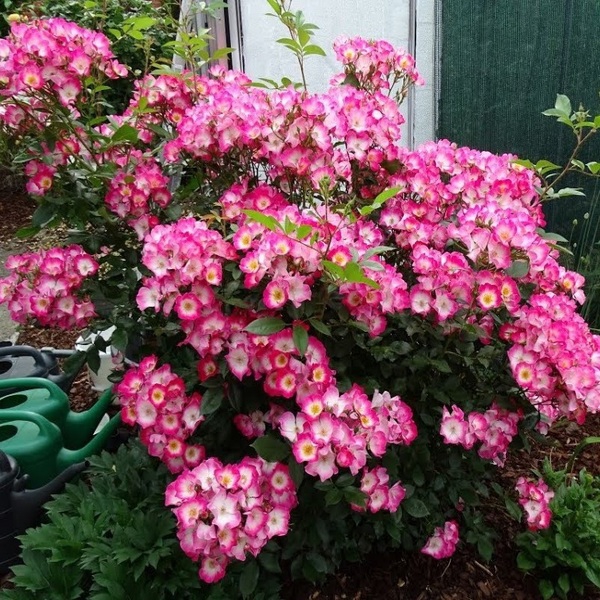 Букаву — Bukavu