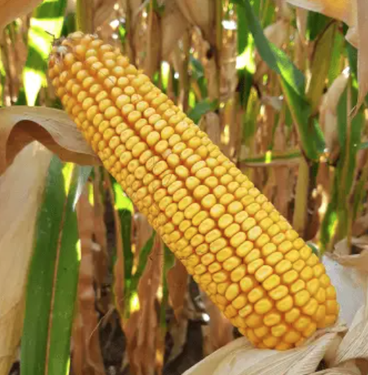 Насіння кукурудзи LG 3395 Limagrain ФАО 390 Кукурудза високої врожайності