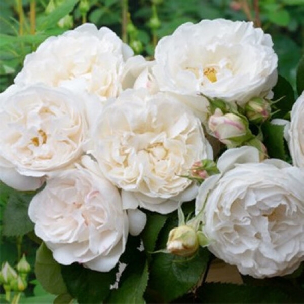 Вінчестер Кефідрал — Winchester Cathedral