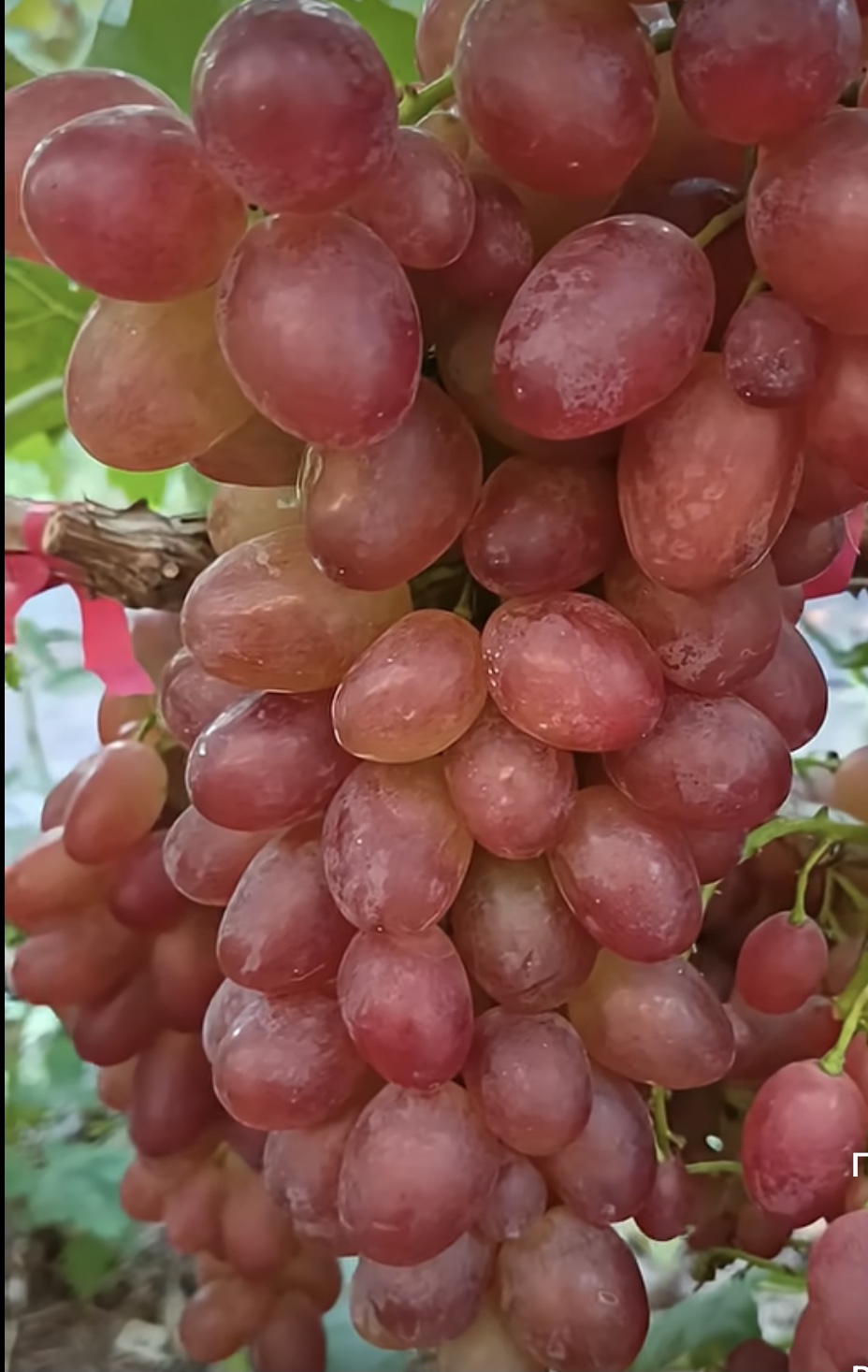 Навождєнія