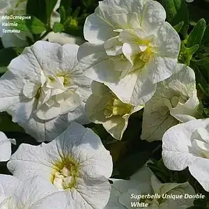 Калібрахоа Superbells Unique Double White (касетна розсада)