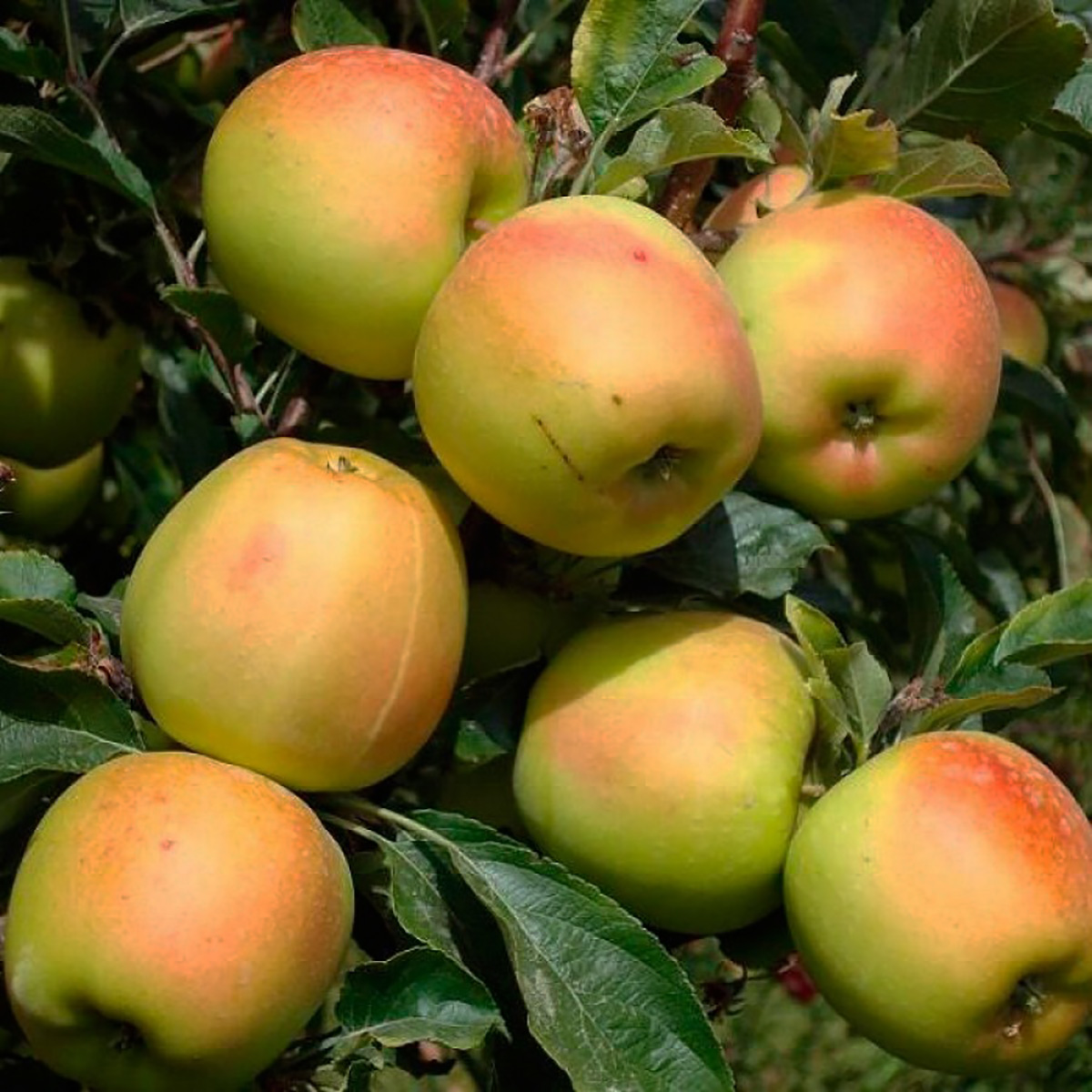 Яблуня Скіфське Золото