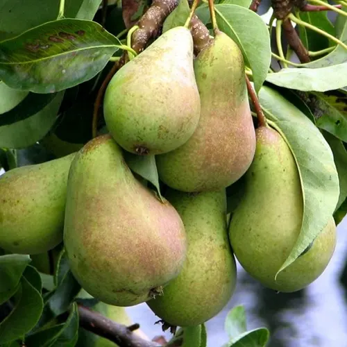 Груша Монзана