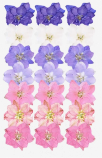 Pressed Roses ( 21 pcs pack )