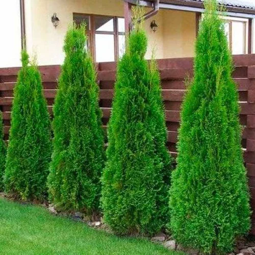 Туя смарагд в комі,мішковина 120-140см