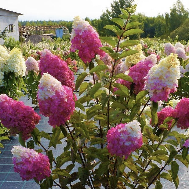 Гортензія Фрейз Мальба в 0,5л. горщику