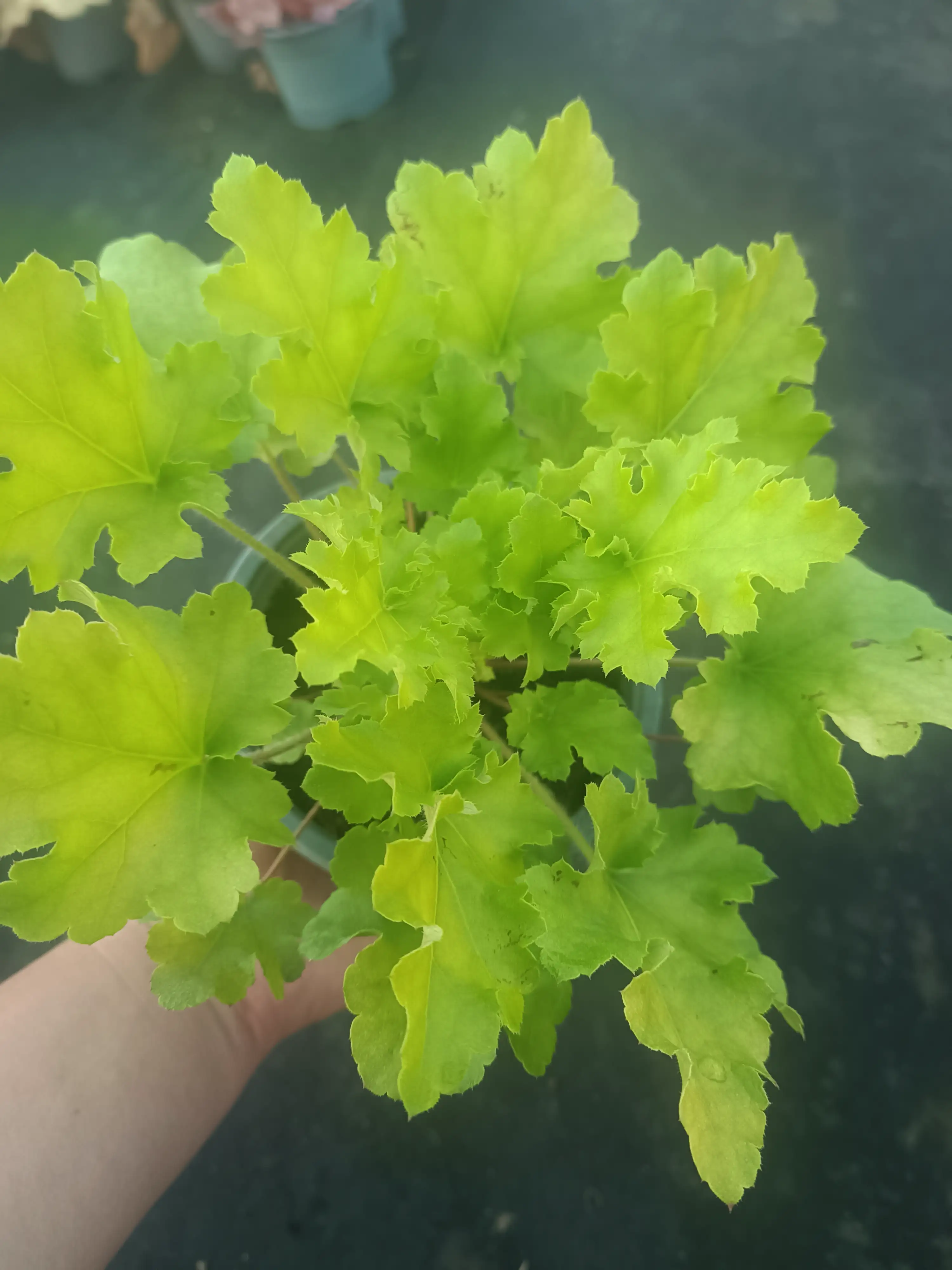 Гейхера Lime Marmalade у горщику р.12